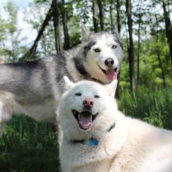 Two huskies laying together in a wooded area