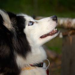 A husky looking upwards